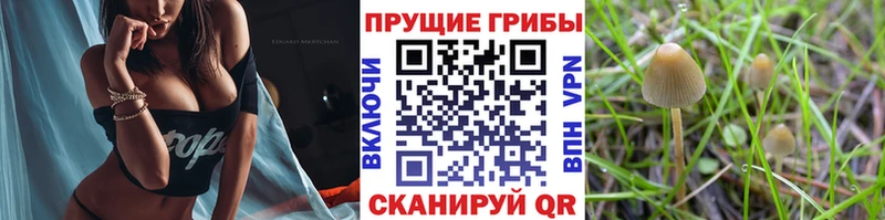 Псилоцибиновые грибы Cubensis  Купить где  Острогожск 